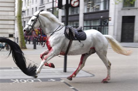 myflixer broken horses|Military horses ran loose through London again : NPR.